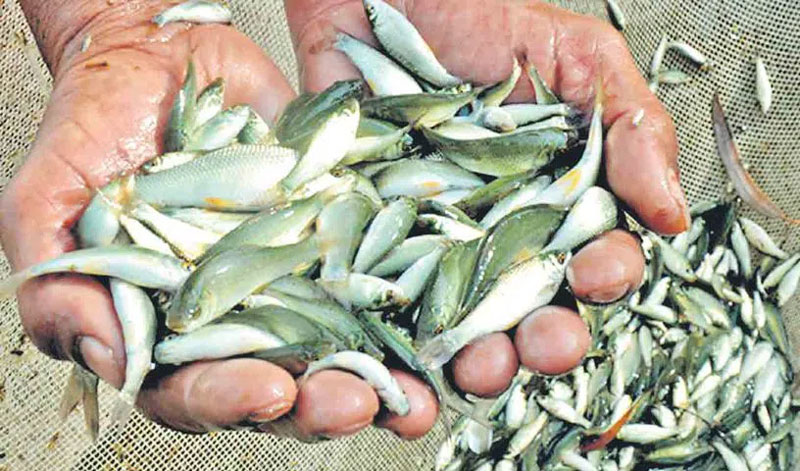 Fish Distribution Scheme