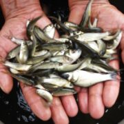 Fish Distribution Scheme