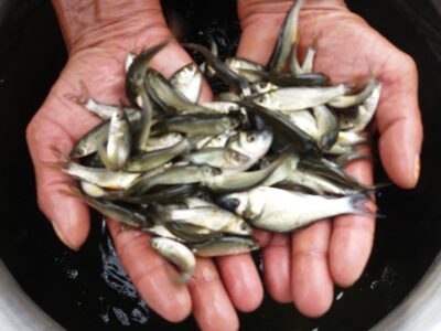 Fish Distribution Scheme