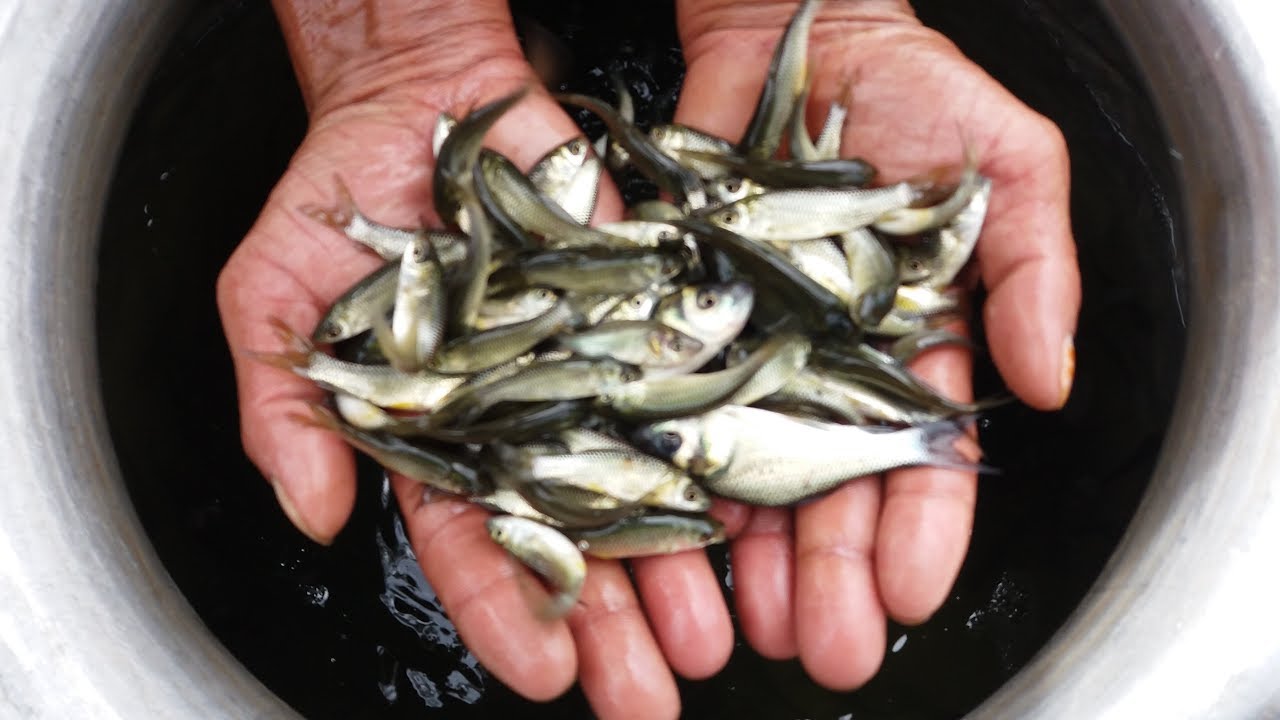 Fish Distribution Scheme: ఉచిత చేప పిల్లల పంపిణీ పథకం ద్వారానే ఇతర ...