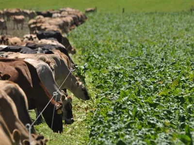 Fodder Cultivation