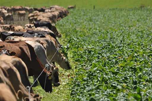 Fodder Cultivation