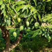 Ginger and Mango Intercropping
