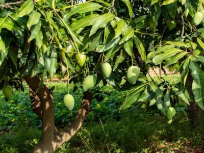 Ginger and Mango Intercropping