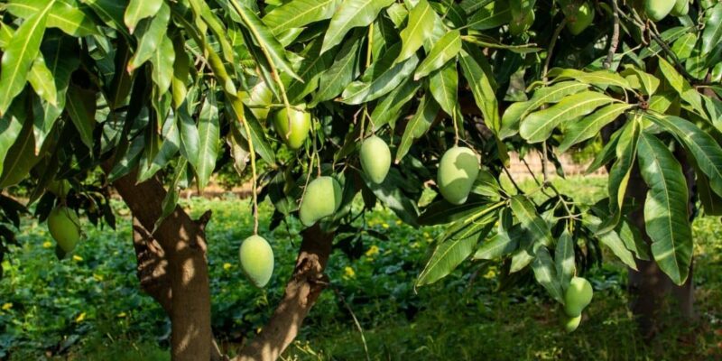 Ginger and Mango Intercropping