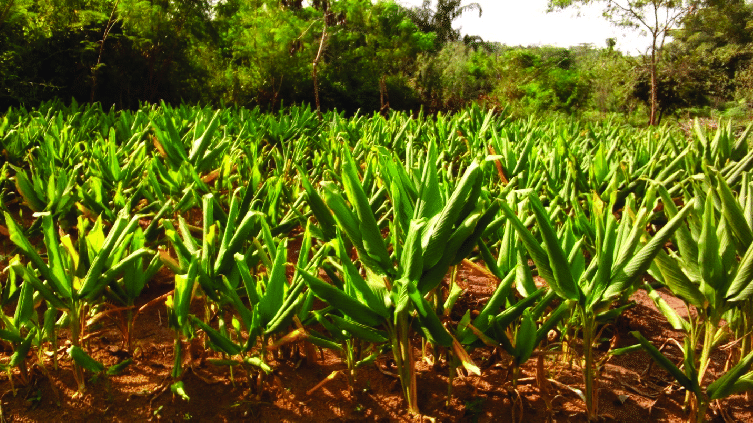 Ginger and Mango Intercropping 