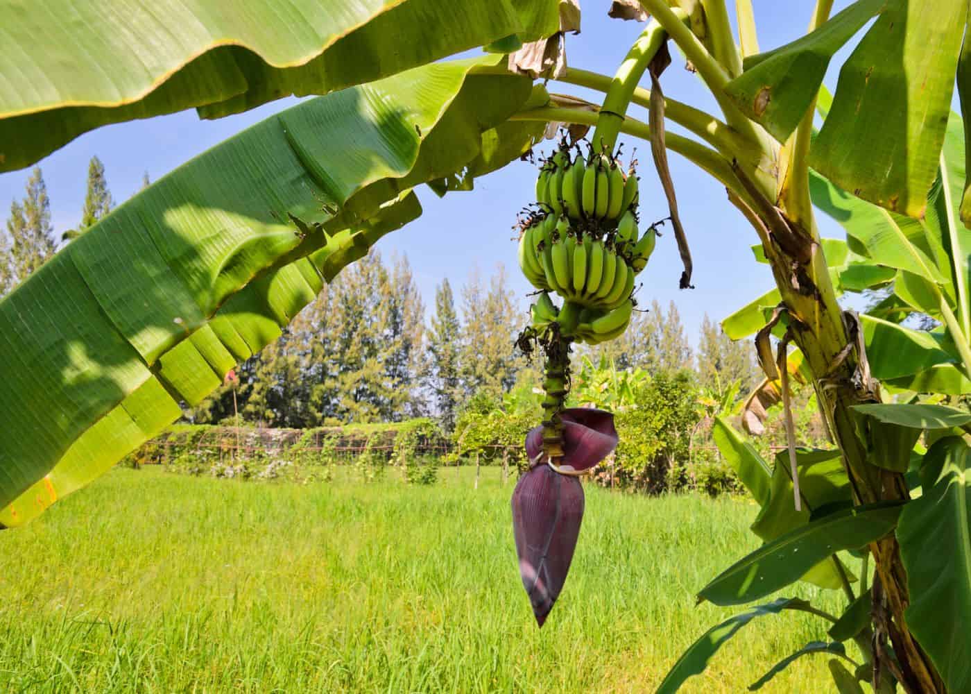 Increase Banana Yield