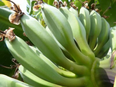 Increase Banana Yield