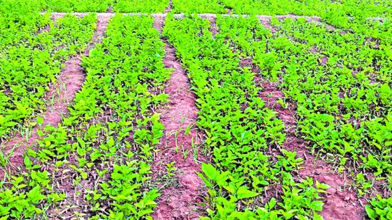 Kisan Mulberry Cultivation