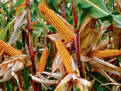 Maize Farmers