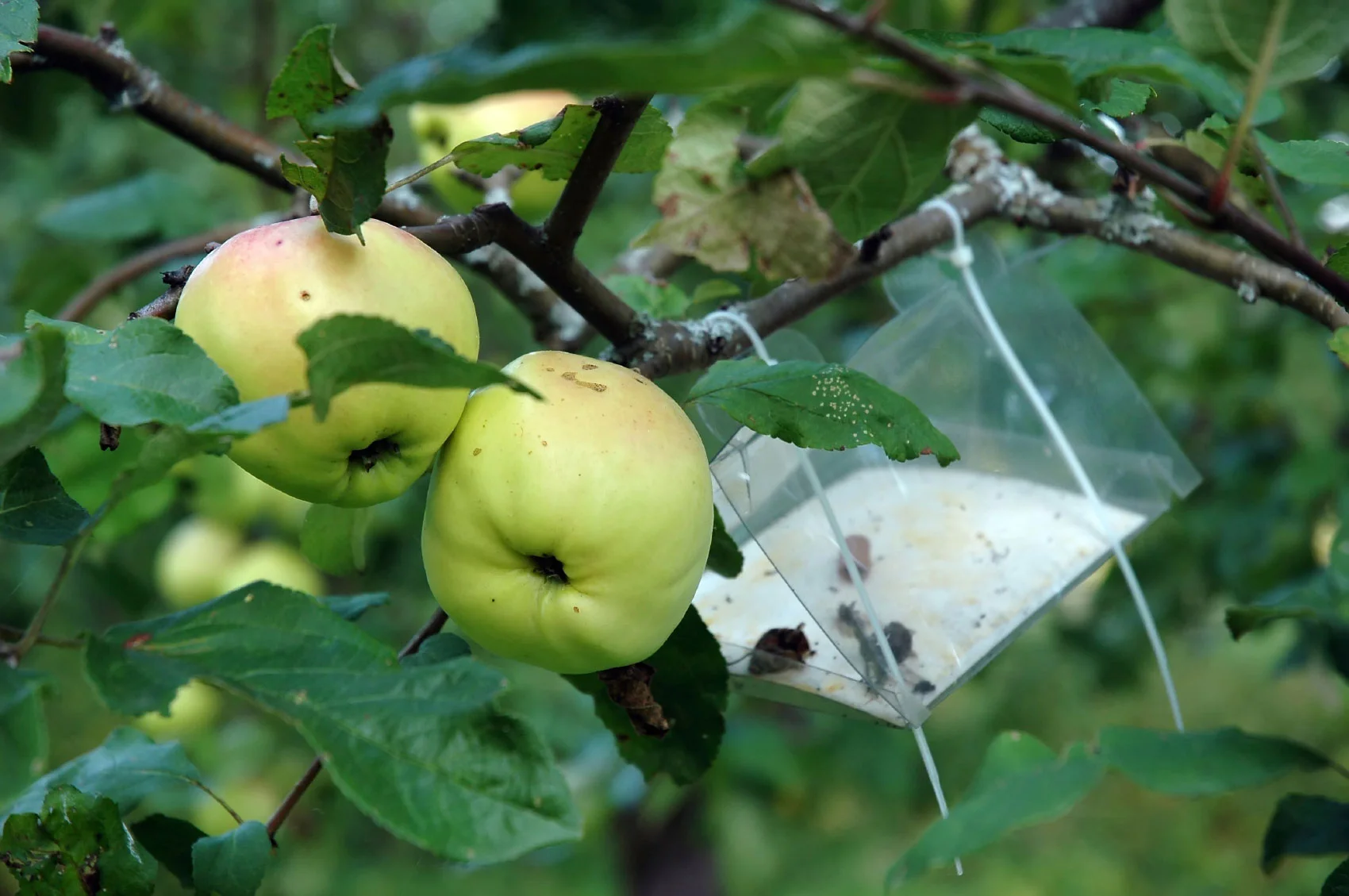 Orchard Pest Management