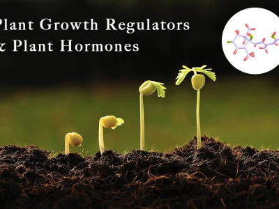 Plant Growth Hormones