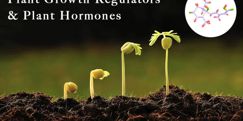 Plant Growth Hormones