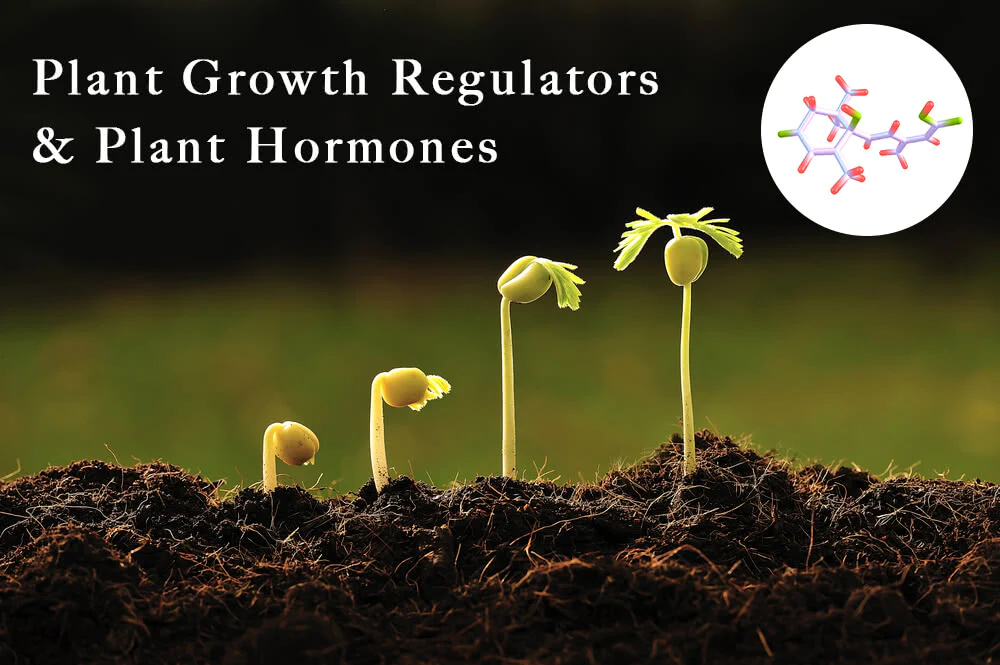 Plant Growth Hormones: మొక్కలో హార్మోన్ల ఉత్పత్తి వల్ల కలిగే లాభాలు ...