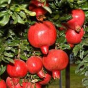 Pomagranate Cultivation