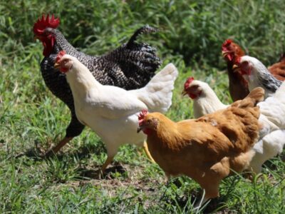 Poultry Farm Loans