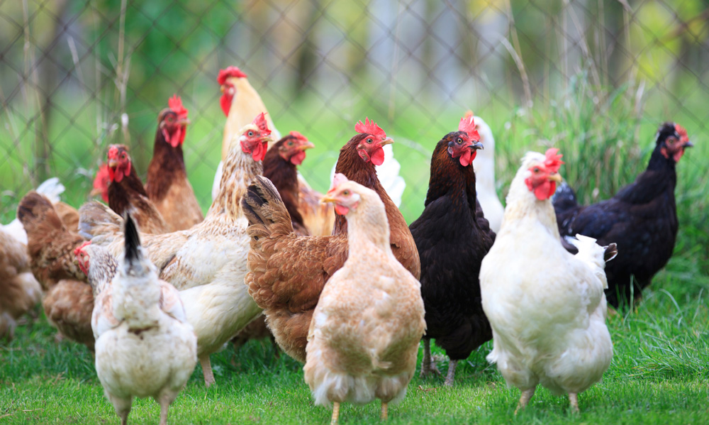  Poultry Farm Loans