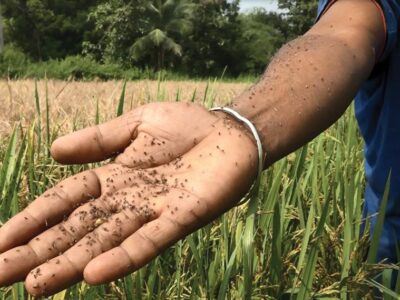 Protection of Crops from the Pests