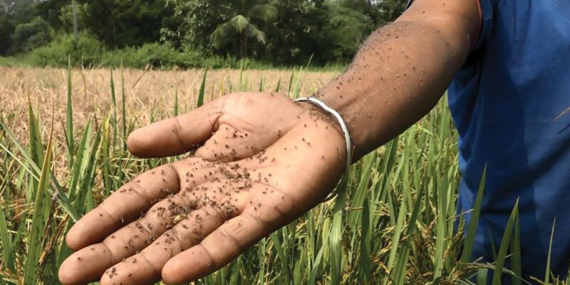 Protection of Crops from the Pests