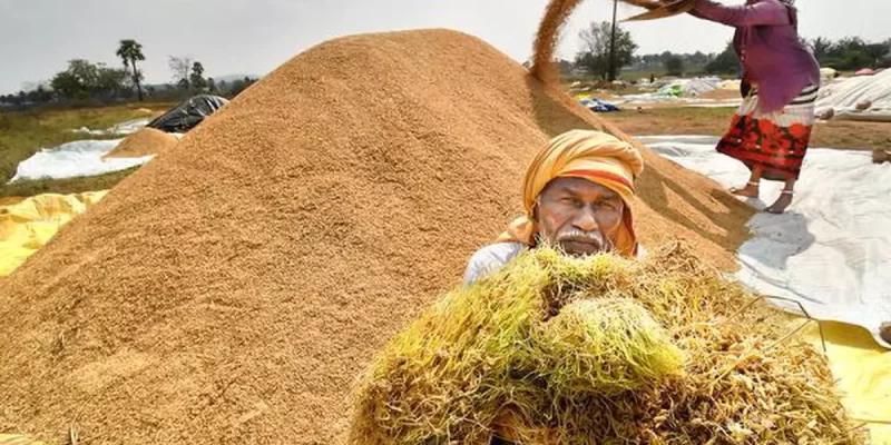 Rice Farmers Struggles