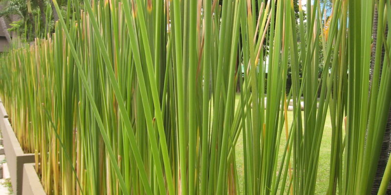 Thailand Grass