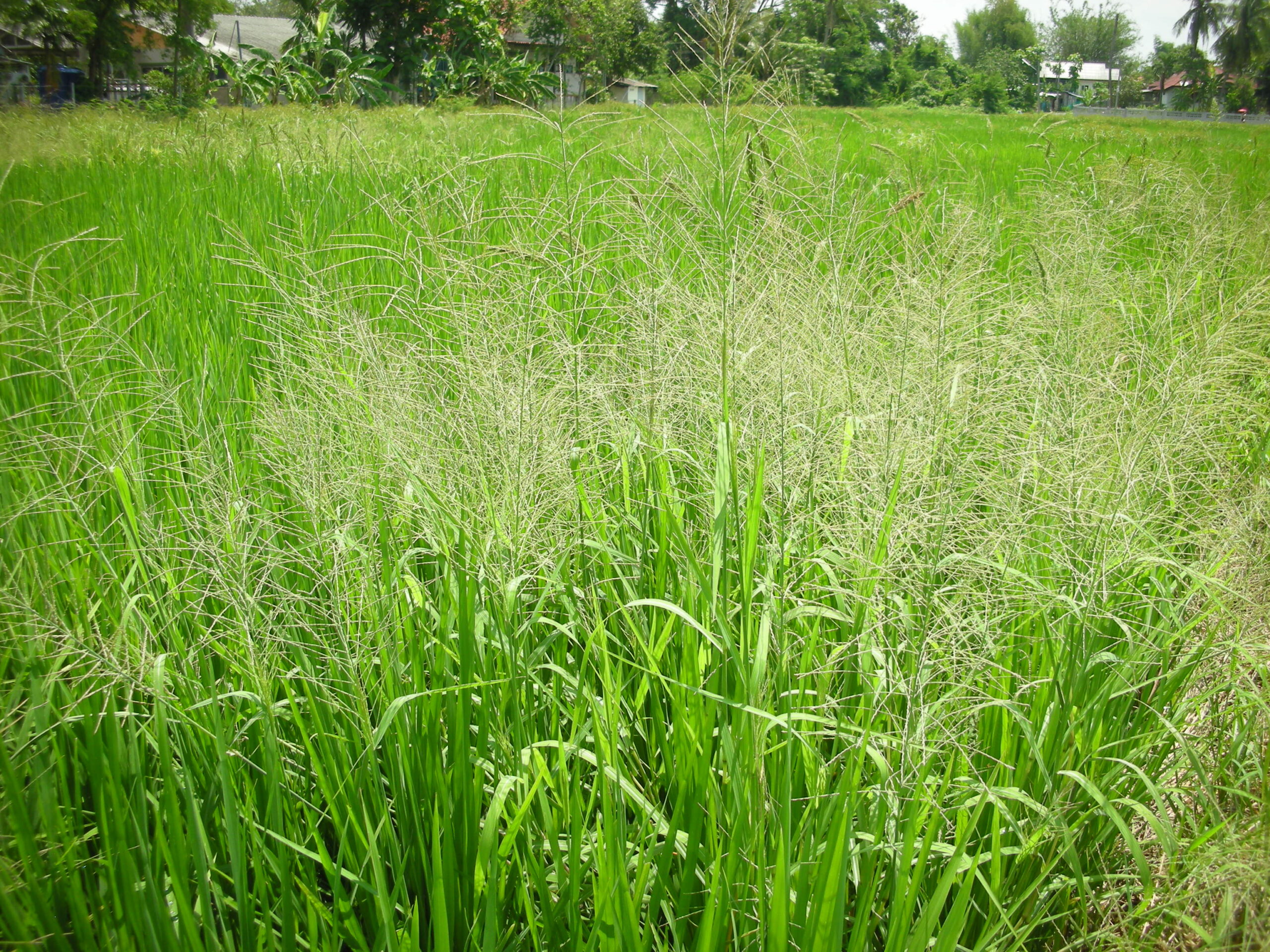 Thailand Grass