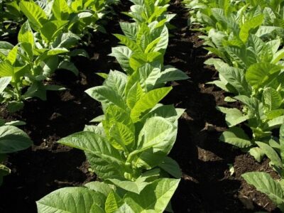 Tobacco Cultivation