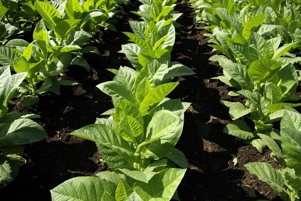 Tobacco Cultivation