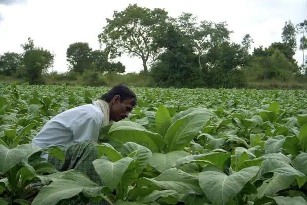 Tobacco Cultivation