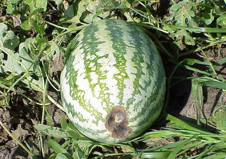 Watermelon Cultivation