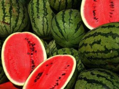 Watermelon Cultivation