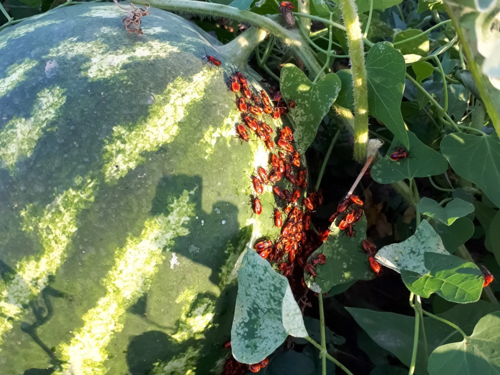 Pests and Diseases in Watermelon Cultivation