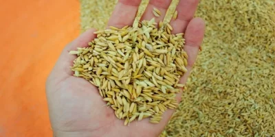 80 Percent Subsidy on Seeds