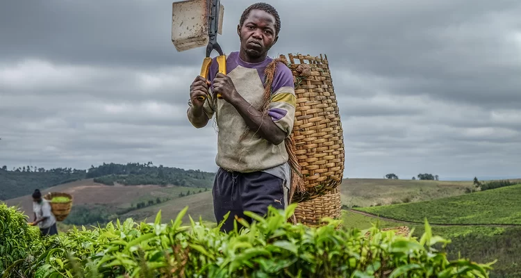 Innovative agriculture in African countries