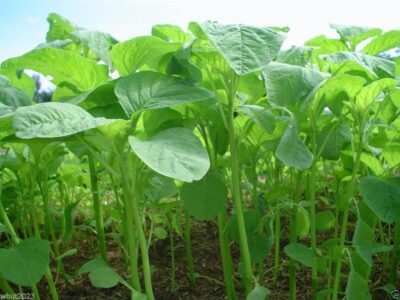 Amaranthus Leaf Cultivation