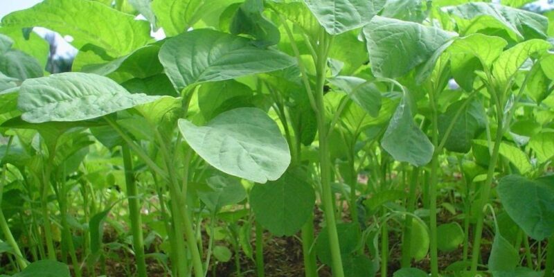 Amaranthus Leaf Cultivation