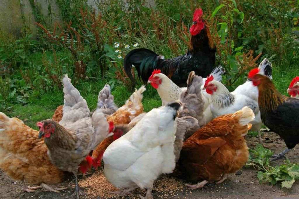 Backyard Poultry Farming