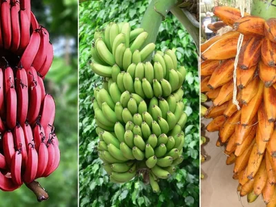 Banana Varieties Cultivation