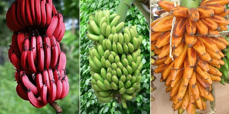 Banana Varieties Cultivation