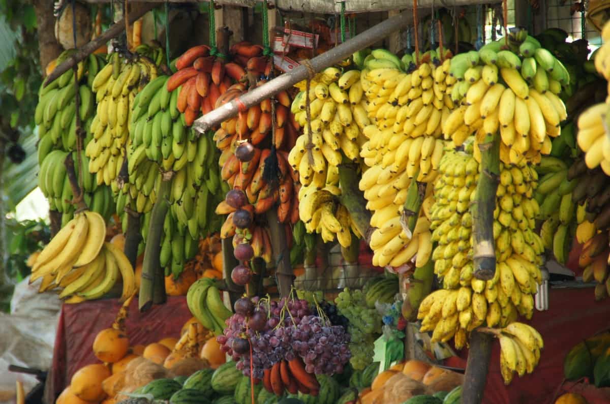 Banana Varieties Cultivation