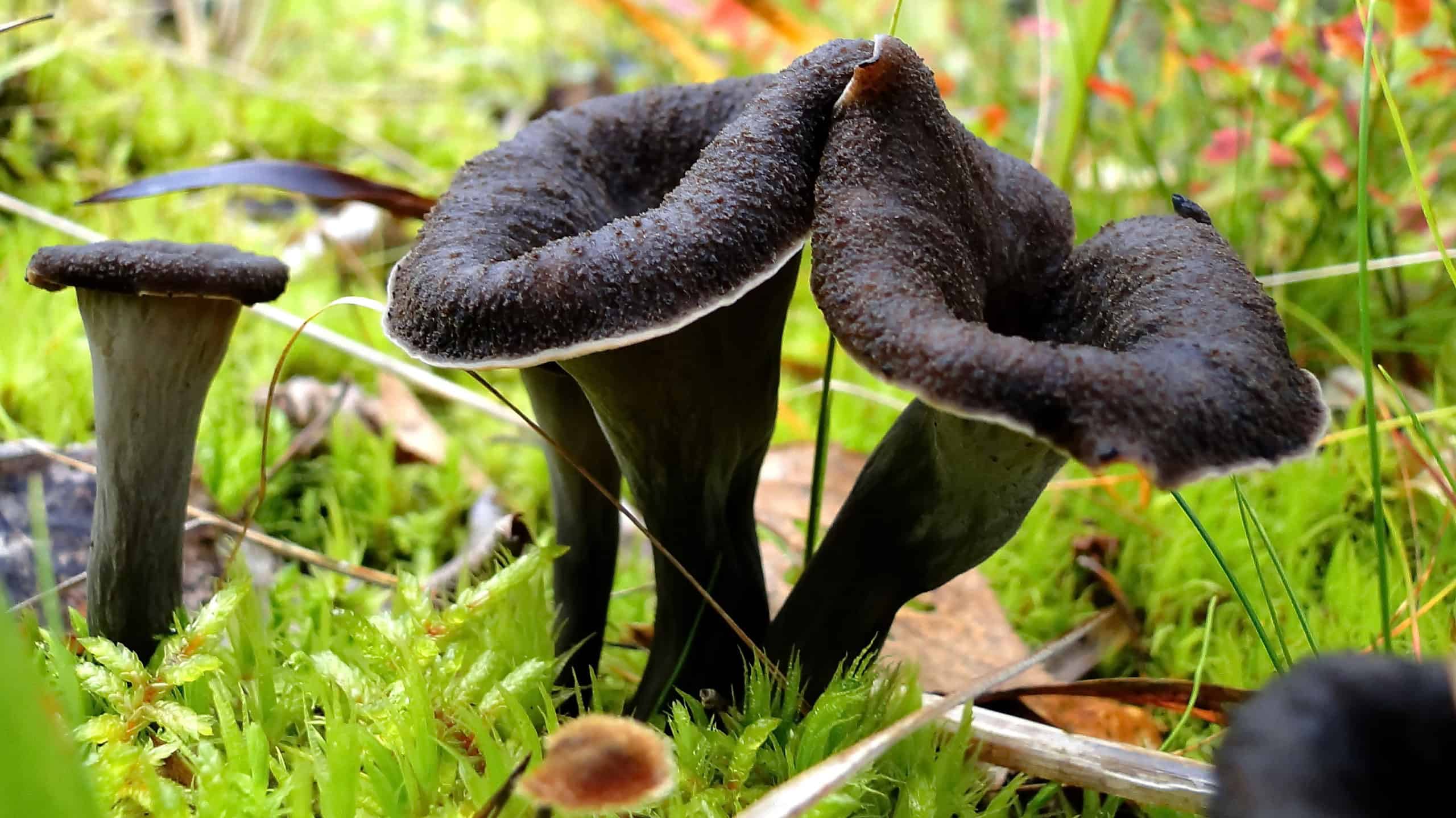 Black Trumpet Mushrooms