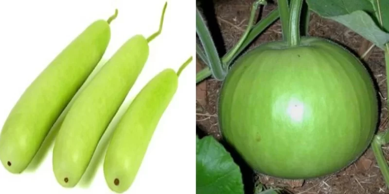 Bottle Gourd Cultivation