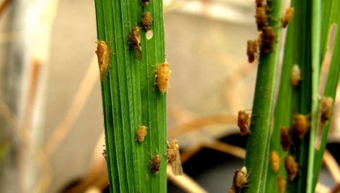 Brown Planthopper