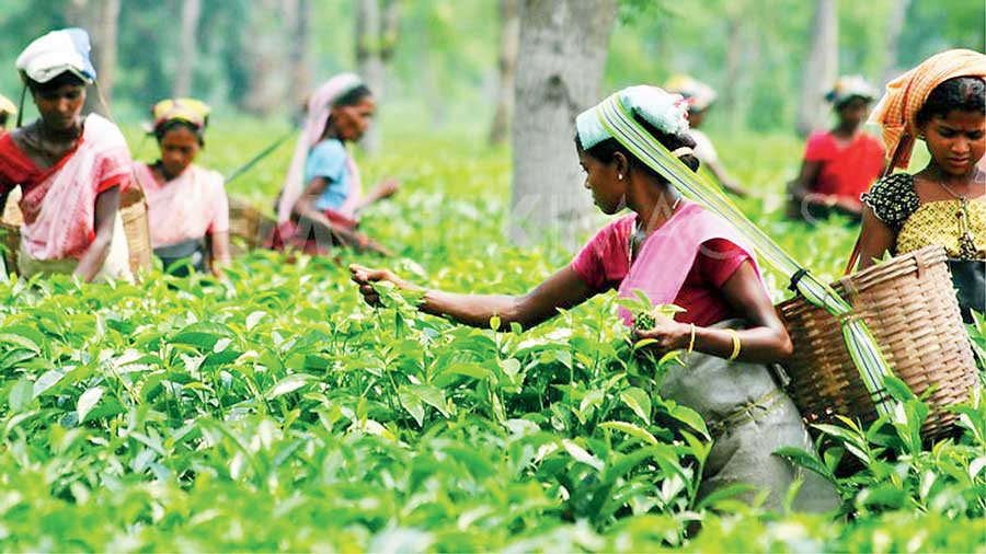 Buck tea cultivation