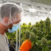 Canopy Cultivation