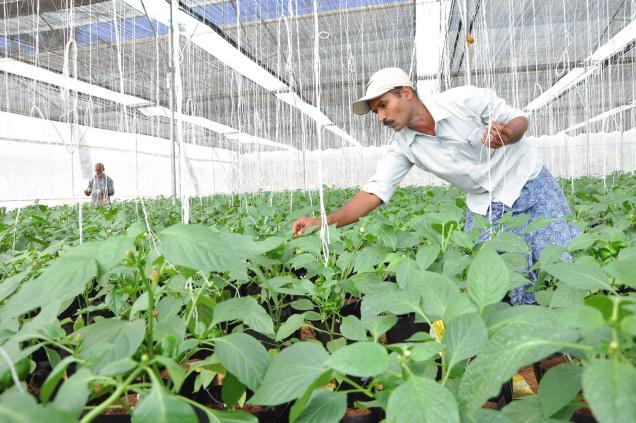 Capsicum Cultivation in Polyhouse