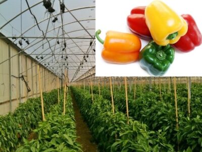 Capsicum Cultivation in Polyhouse