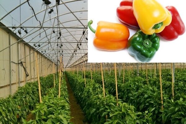 Capsicum Cultivation in Polyhouse