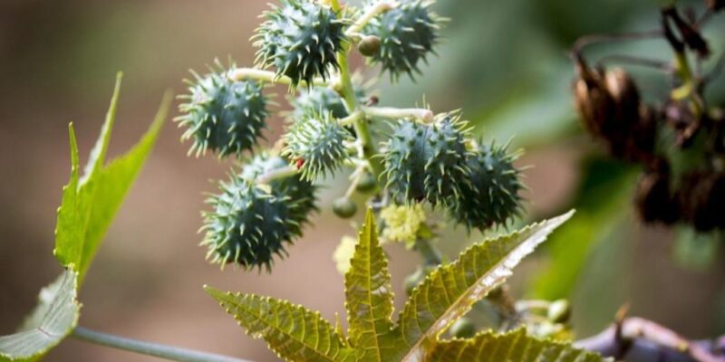 Castor Cultivation