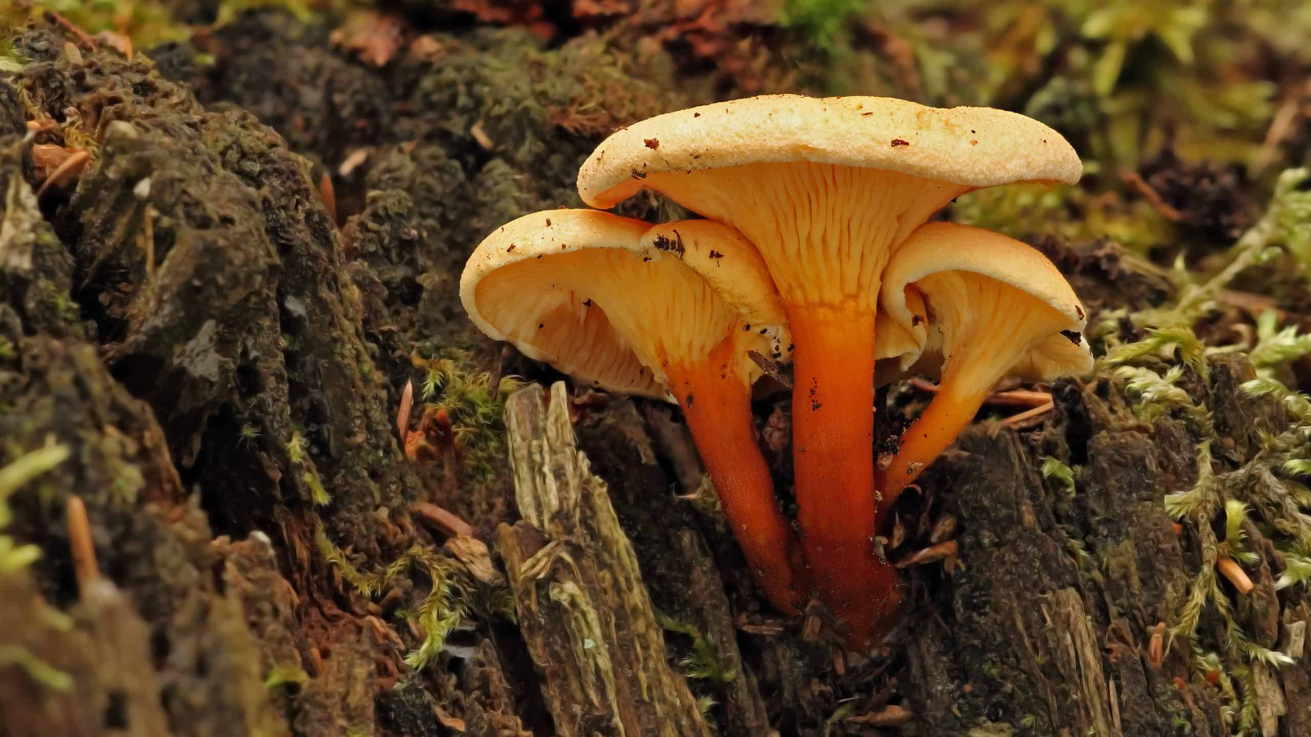 Chanterelle Mushroom